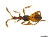  (Ecitomorpha cf. nevermanni - cvb716ecmo009)  @14 [ ] No Rights Reserved  Christoph von Beeren TU Darmstadt