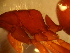  ( - Ant-paras_021)  @11 [ ] CreativeCommons - Attribution (2014) Gabriela Perez-Lachaud ECOSUR