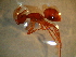  ( - Ant-paras_022)  @11 [ ] CreativeCommons - Attribution (2014) Gabriela Perez-Lachaud ECOSUR