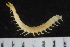  ( - ZMBN-ENT-C-18829)  @11 [ ] CreativeCommons - Attribution Non-Commercial Share-Alike (2018) University of Bergen Natural History Collections