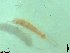  (Scutigerellidae - ZMBN-ENT-C-19386)  @11 [ ] CreativeCommons - Attribution Non-Commercial Share-Alike (2018) University of Bergen Natural History Collections