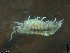  ( - ZMBN-ENT-C-19394)  @11 [ ] CreativeCommons - Attribution Non-Commercial Share-Alike (2018) University of Bergen Natural History Collections
