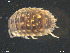  ( - ZMBN-ENT-19376)  @11 [ ] CreativeCommons - Attribution Non-Commercial Share-Alike (2018) Per Djursvoll University of Bergen, Natural History Collections