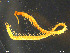  ( - ZMBN-ENT-19385)  @11 [ ] CreativeCommons - Attribution Non-Commercial Share-Alike (2018) Per Djursvoll University of Bergen, Natural History Collections
