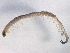  ( - BIOUG02886-F12)  @13 [ ] CreativeCommons - Attribution (2013) CBG Photography Group Centre for Biodiversity Genomics