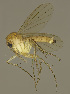  (Zygomyia talpaeforma - MECN-EN-DIP-4868)  @11 [ ] CC BY-NC-SA (2022) O. Kurina Unspecified