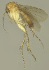  (Zygomyia trilobata - MECN-EN-DIP-4869)  @11 [ ] CC BY-NC-SA (2022) O. Kurina Unspecified