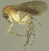  (Zygomyia uniordata - MECN-EN-DIP-4871)  @11 [ ] CC BY-NC-SA (2022) O. Kurina Unspecified