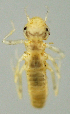  (Heteragrion SADR01 - INB0004345052)  @12 [ ] Copyright (2012) M. Zumbado Instituto Nacional de Biodiversidad