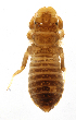  (Perigomphus - INB0004359385)  @11 [ ] Copyright (2013) M. Zumbado Instituto Nacional de Biodiversidad