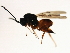  ( - MZDIP-0029)  @13 [ ] CreativeCommons - Attribution (2010) Miles Zhang 2010 Centre for Biodiversity Genomics