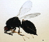  ( - MZEUR-0067)  @12 [ ] CreativeCommons - Attribution (2010) Miles Zhang 2010 Centre for Biodiversity Genomics