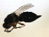  ( - MZEUR-0181)  @12 [ ] CreativeCommons - Attribution (2010) Miles Zhang 2010 Centre for Biodiversity Genomics