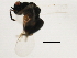  ( - MZEUR-0392)  @12 [ ] CreativeCommons - Attribution (2011) CBG Photography Group Centre for Biodiversity Genomics