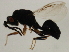  ( - MZEUR-0394)  @12 [ ] CreativeCommons - Attribution (2011) CBG Photography Group Centre for Biodiversity Genomics