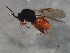  ( - MZDIP-0011)  @13 [ ] Unspecified (default): All Rights Reserved  Unspecified Unspecified