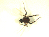 ( - BIOUG02451-C08)  @12 [ ] CreativeCommons - Attribution (2012) CBG Photography Group Centre for Biodiversity Genomics