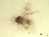  (Monohelea maculipennis - BIOUG02451-E07)  @11 [ ] CreativeCommons - Attribution (2012) CBG Photography Group Centre for Biodiversity Genomics