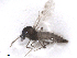  ( - BIOUG02453-G03)  @12 [ ] CreativeCommons - Attribution (2012) CBG Photography Group Centre for Biodiversity Genomics