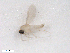  ( - BIOUG02454-B10)  @12 [ ] CreativeCommons - Attribution (2012) CBG Photography Group Centre for Biodiversity Genomics