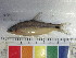  (Enteromius poechii - SAIAB MAL11-150)  @14 [ ] CreativeCommons - Attribution Non-Commercial Share-Alike (2012) SAIAB SAIAB