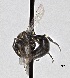  (Hylaeus aff. pictipes - CCDB-25168 A01)  @12 [ ] © (2017) Ryan Oram Royal Saskatchewan Museum
