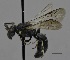 ( - CCDB-25168 H09)  @14 [ ] © (2017) Ryan Oram Royal Saskatchewan Museum