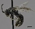  (Hylaeus verticalis - CCDB-25168 H11)  @14 [ ] © (2017) Ryan Oram Royal Saskatchewan Museum