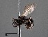  (Hylaeus personatellus 1 - CCDB-25170 A07)  @11 [ ] © (2018) Ryan Oram Royal Saskatchewan Museum