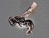  (Hylaeus fedorica - CCDB-25170 C05)  @11 [ ] © (2018) Ryan Oram Royal Saskatchewan Museum