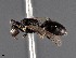  (Hylaeus floridanus - CCDB-25170 C12)  @11 [ ] © (2018) Ryan Oram Royal Saskatchewan Museum