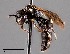  ( - CCDB-25170 E03)  @11 [ ] © (2018) Ryan Oram Royal Saskatchewan Museum