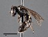  ( - CCDB-25170 E04)  @11 [ ] © (2018) Ryan Oram Royal Saskatchewan Museum
