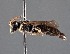  ( - CCDB-25170 E07)  @11 [ ] © (2018) Ryan Oram Royal Saskatchewan Museum