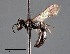  (Hylaeus rudbeckiae - CCDB-25170 F01)  @13 [ ] © (2018) Ryan Oram Royal Saskatchewan Museum