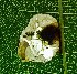 ( - NK2727)  @11 [ ] Copyright (2025) Natalia Kirichenko Sukachev institute of Forest SB RAS