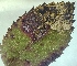  ( - NK2747)  @11 [ ] Copyright (2025) Natalia Kirichenko Sukachev institute of Forest SB RAS
