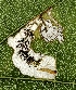  ( - NK2752)  @11 [ ] Copyright (2025) Natalia Kirichenko Sukachev institute of Forest SB RAS