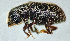  ( - NK2800)  @11 [ ] Copyright (2025) Natalia Kirichenko Sukachev institute of Forest SB RAS