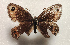  ( - NK2814)  @11 [ ] Copyright (2025) Natalia Kirichenko Sukachev institute of Forest SB RAS