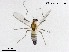 (Cricotopus flavozonatus - NAM14)  @11 [ ] CreativeCommons-Attribution Non-Commercial Share-Alike (2020) Xiaolong Lin Nankai University, College of Life Sciences