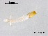  (Ablabesmyia sp. 23XL - NAM33)  @11 [ ] CreativeCommons-Attribution Non-Commercial Share-Alike (2020) Xiaolong Lin Nankai University, College of Life Sciences