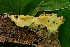  (Rigidoporus - MO288505)  @11 [ ] Unspecified (default): All Rights Reserved (2017) Django Grootmyers Unspecified
