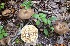  (Lactarius lignyotus group - MO288903)  @11 [ ] Unspecified (default): All Rights Reserved (2017) I. G. Safonov Unspecified