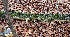  (Xylodon subflaviporus - MO311241)  @11 [ ] Creative Commons Wikipedia Compatible v3.0 (2018) Bill Sheehan Unspecified
