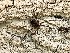  (Hyphodontia arguta - MO313365)  @11 [ ] Creative Commons Wikipedia Compatible v3.0 (2018) Bill Sheehan Unspecified