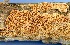  (Coriolopsis rigida - MO316726)  @11 [ ] Creative Commons Wikipedia Compatible v3.0 (2018) Bill Sheehan Unspecified