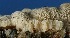  (Oxyporus latemarginatus - MO317736)  @11 [ ] Creative Commons Wikipedia Compatible v3.0 (2018) Bill Sheehan Unspecified