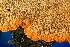  (Phlebia radiata - MO346183)  @11 [ ] Creative Commons Wikipedia Compatible v3.0 (2018) Bill Sheehan Unspecified