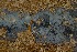 (Byssocorticium caeruleum - MO360864)  @11 [ ] Unspecified (default): All Rights Reserved (2019) Django Grootmyers Unspecified